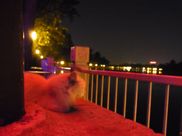 20110823-RIMG0289-3neko.JPG