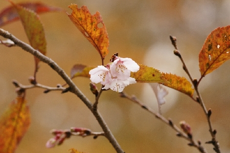 20081110-karehatosakura.jpg