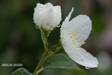 20090621-utsugiame.jpg