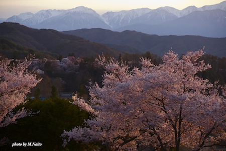 20110420-yuhisakura.jpg