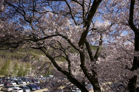 20130422-H25sakura.jpg